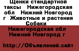 Щенки стандартной таксы - Нижегородская обл., Нижний Новгород г. Животные и растения » Собаки   . Нижегородская обл.,Нижний Новгород г.